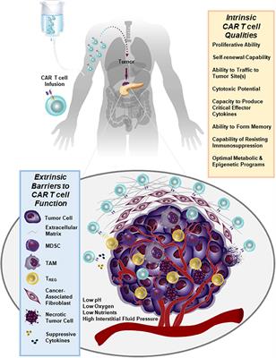 CAR T Cell Therapy of Non-hematopoietic Malignancies: Detours on the Road to Clinical Success